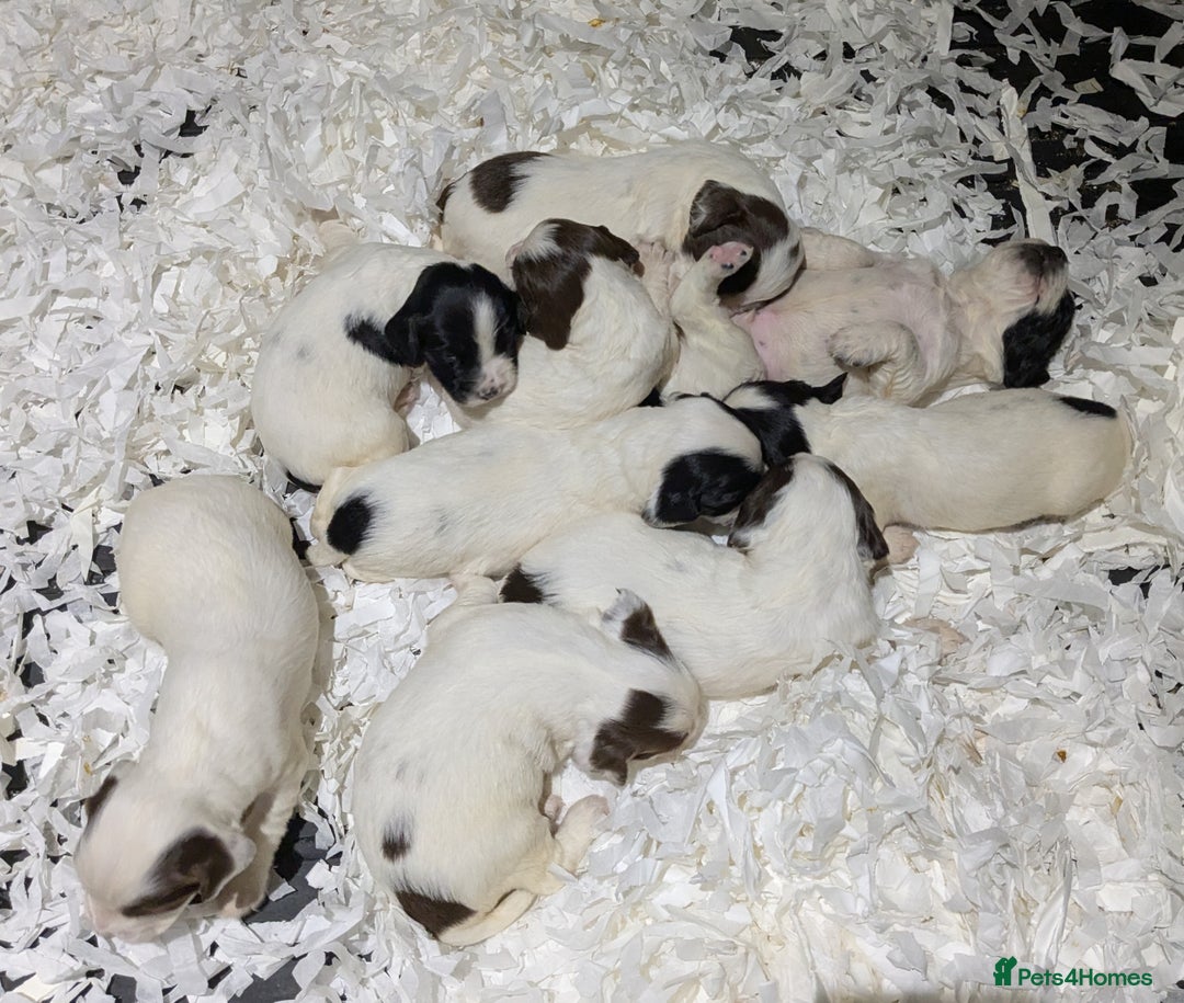English Springer Spaniel dogs for sale: Speckled mixed colour ESS pups,TESTED PARENTS - Image 2
