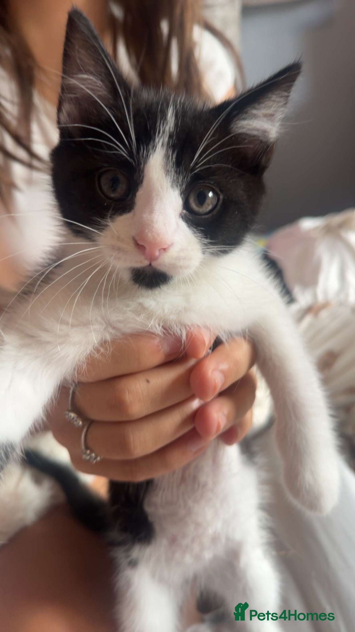 Mixed Breed cats Ready to leave now. Beautiful mixed breed - Advert 16
