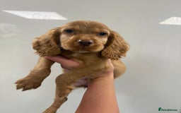 Cocker Spaniel dogs for sale: working cocker spaniel puppies - Image 4