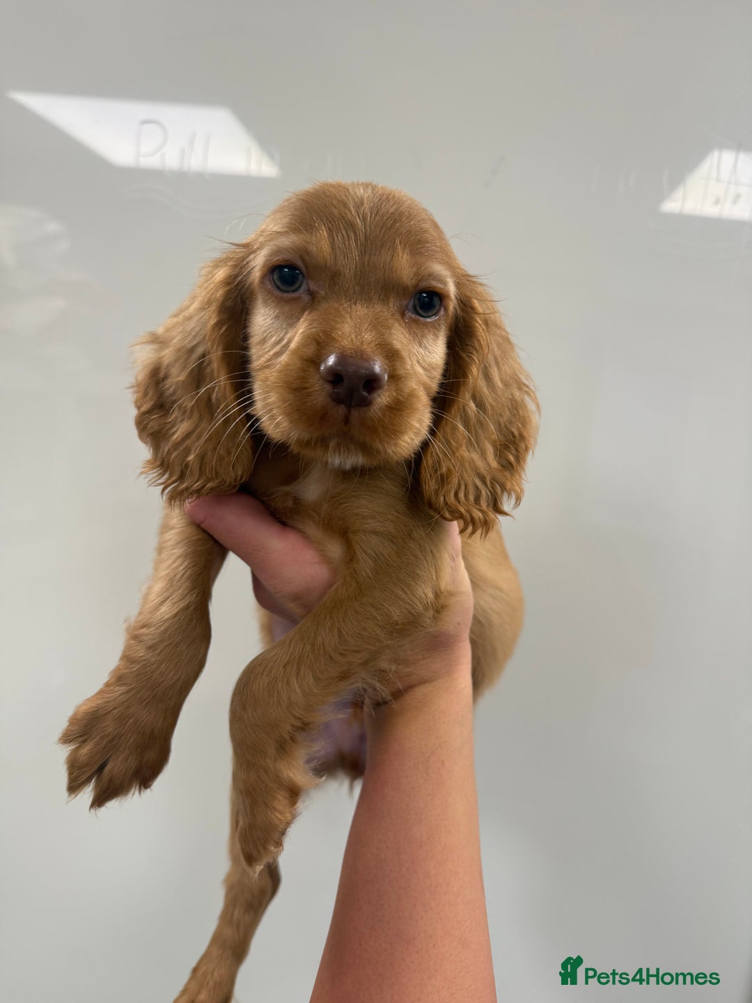 Cocker Spaniel dogs for sale: working cocker spaniel puppies - Image 4