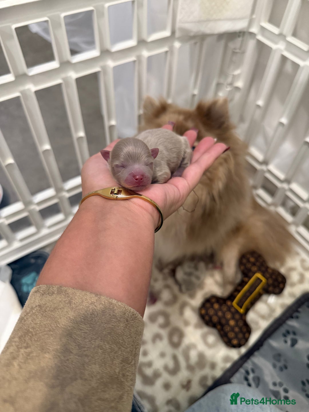 Pomeranian dogs for sale: Small & Fluffy Pomeranian Puppies Ready to Reserve - Advert 8