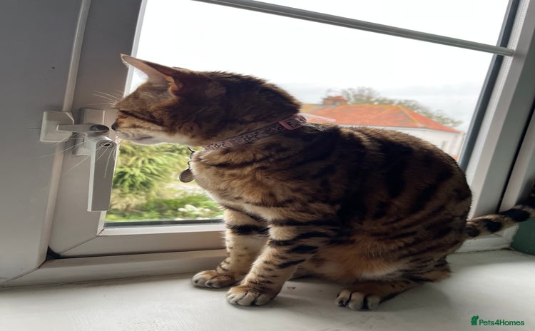 Bengal cats - Advert 3