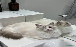 Ragdoll cats for sale: Tica Seal Lynx Tabby Point Bicolor Active Female  - Image 2