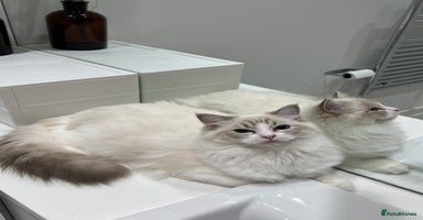 Ragdoll cats - Advert 11