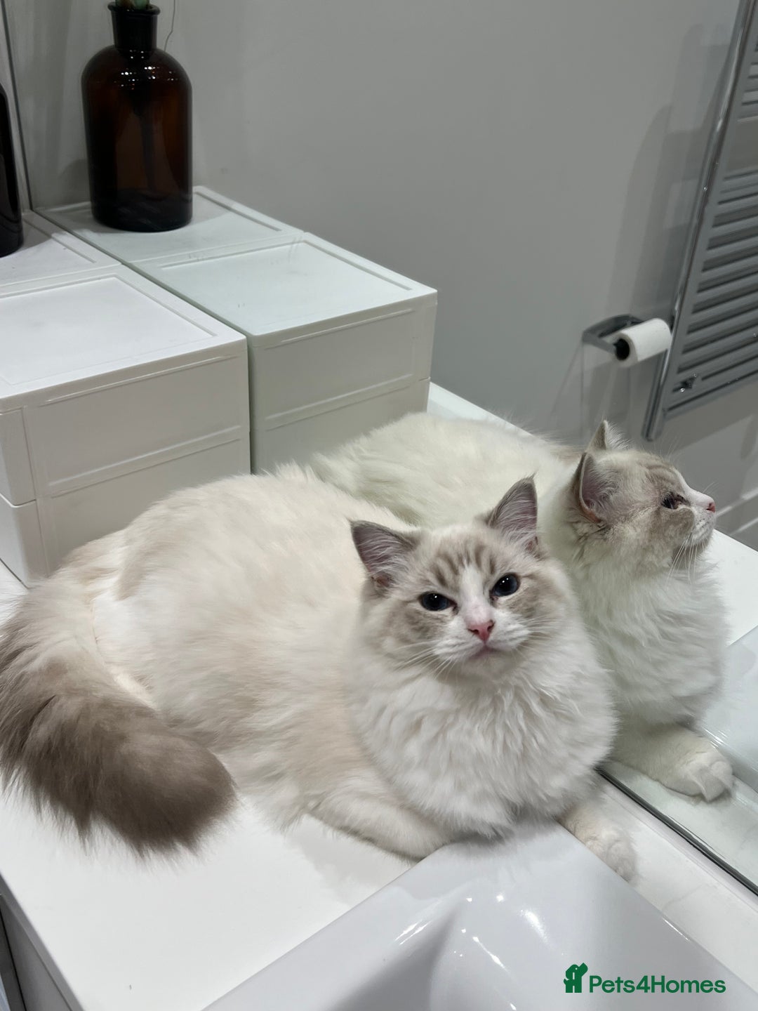 Ragdoll cats for sale: Tica Seal Lynx Tabby Point Bicolor Active Female  - Image 2