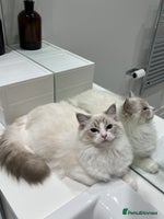 Ragdoll cats - Advert 11