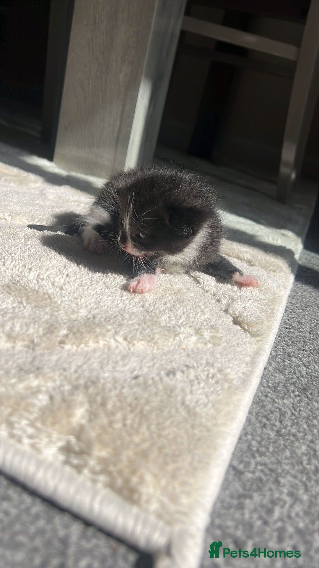 Bengal cats for sale: 5 bengal kittens looking for a loving home  - Image 8