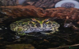 Frog reptiles for sale: Pacman Frog - Image 5