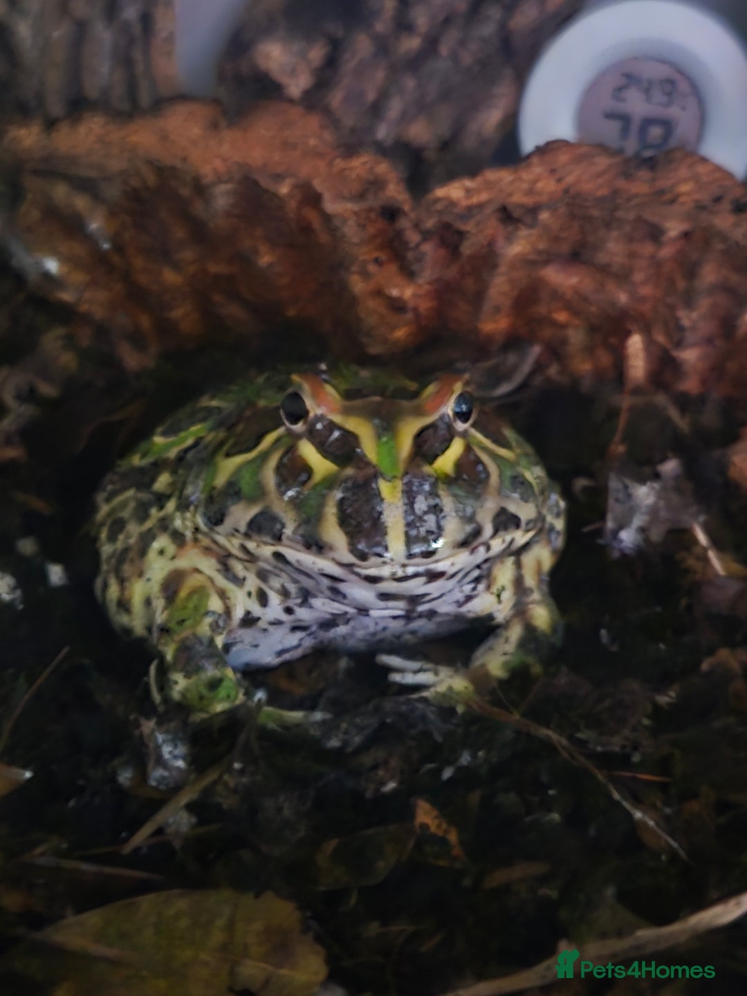 Frog reptiles for sale: Pacman Frog - Image 5