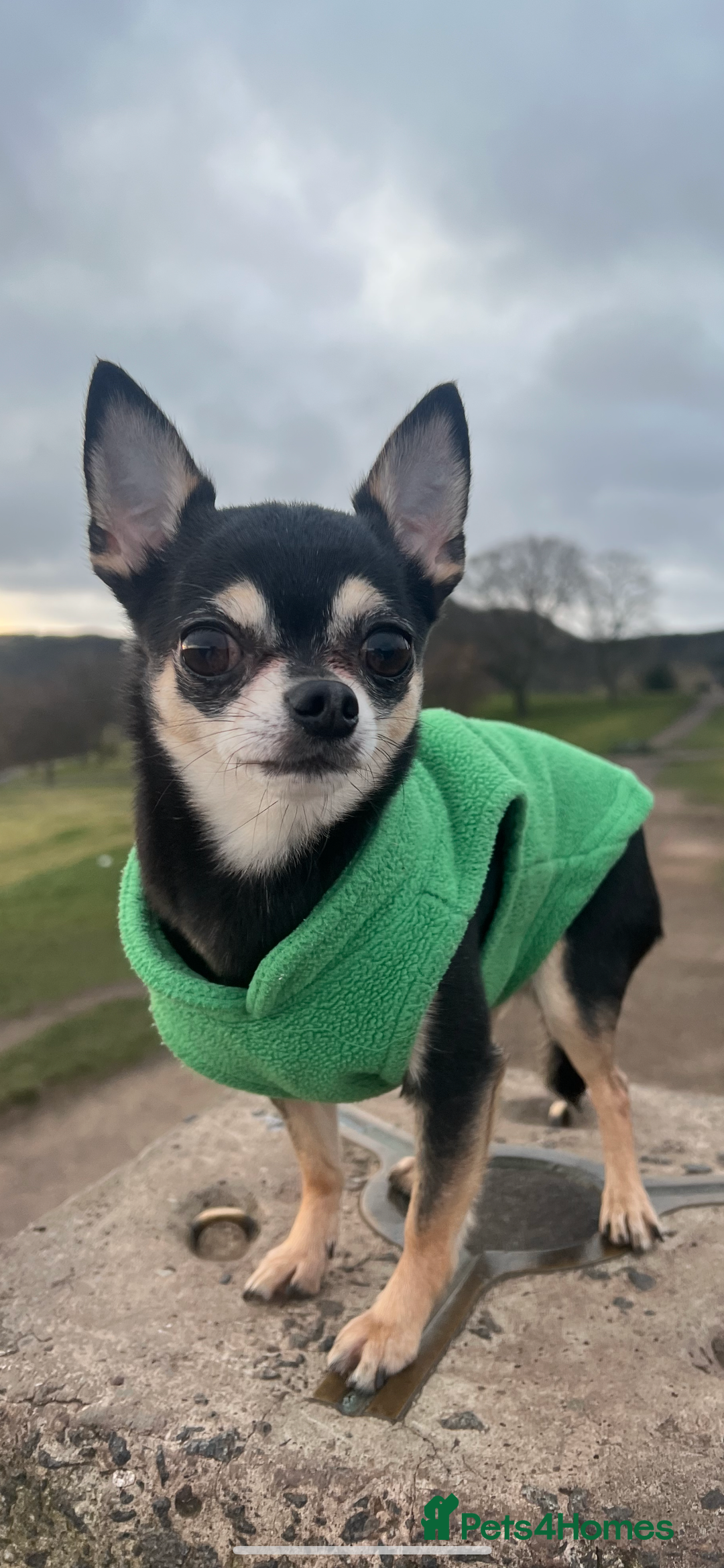 Chihuahua dogs for sale: Tri Colour Chihuahua Girl Seeking a Loving Home. - Advert 6