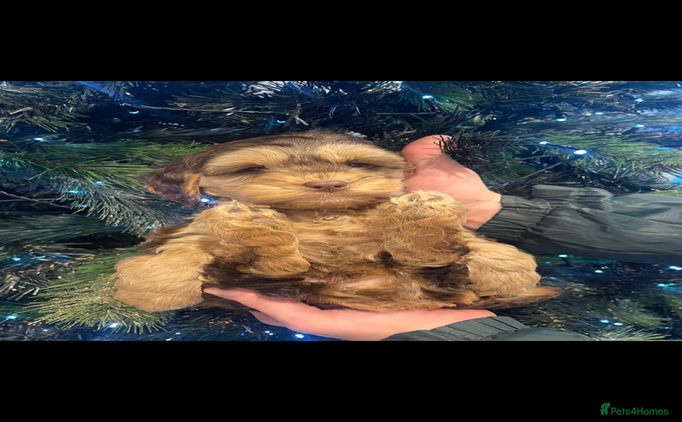 Cockapoo dogs Cockapoos - Advert 1