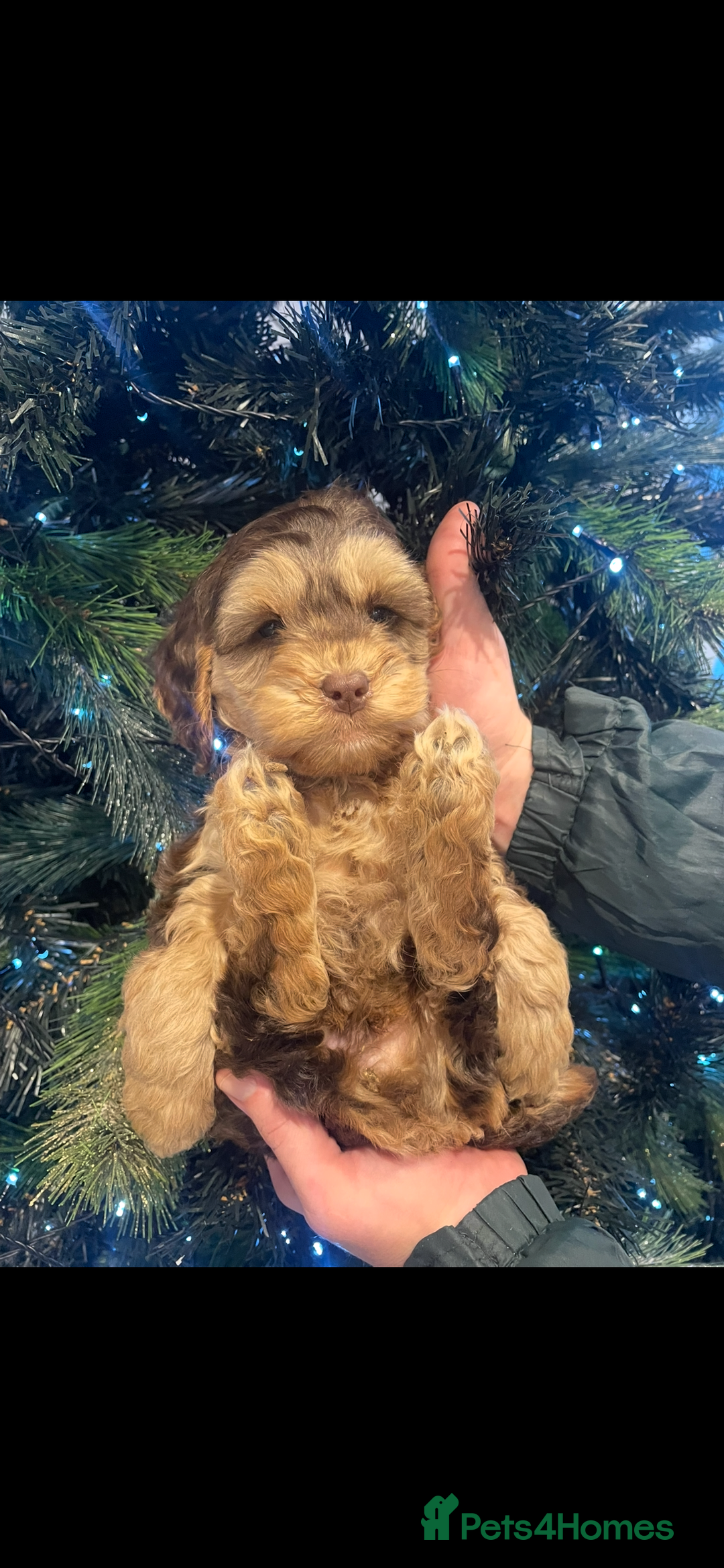 Cockapoo dogs for sale: Cockapoos - Advert 1