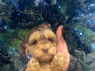 Cockapoo dogs Cockapoos - Advert 1