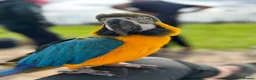 Macaws birds for sale: Stunning & funny Macaw - Advert 2