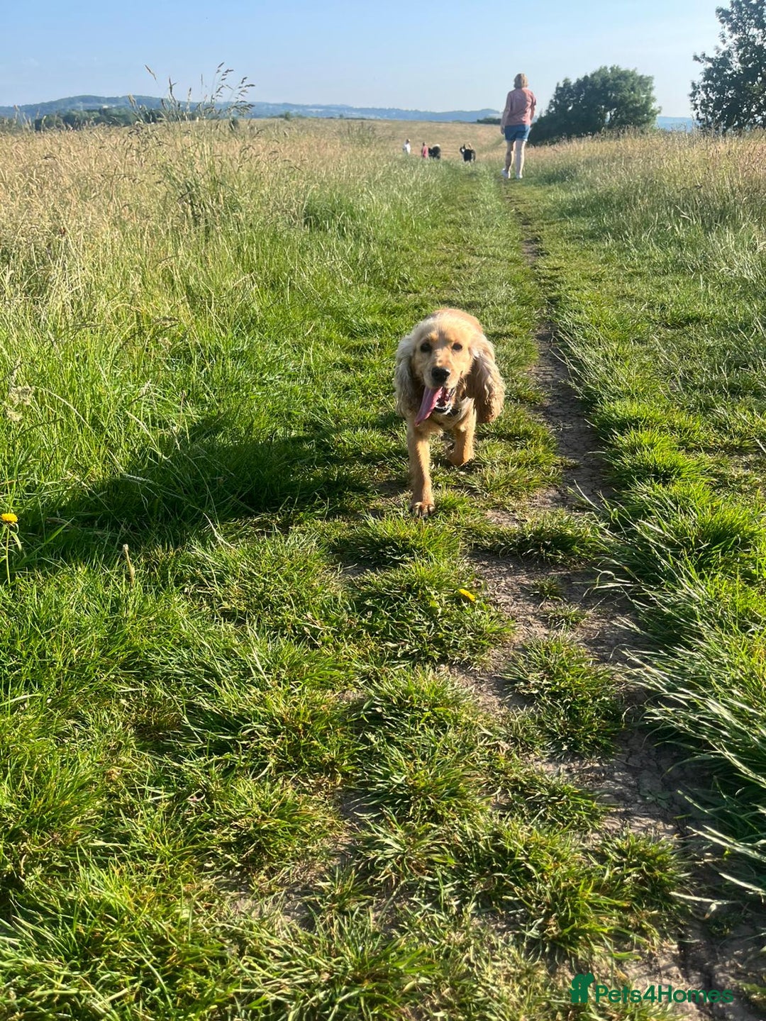 Cocker Spaniel dogs for sale: Lovely 3 year old Golden Cocker Spaniel  - Image 2