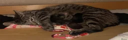 Mixed Breed cats for sale: Black kitten in Dover - Advert 4