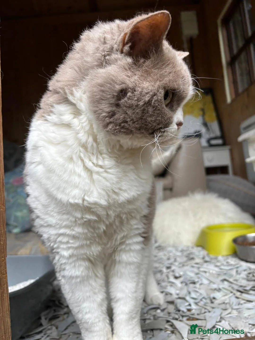 Selkirk Rex cats for sale: Selkirk Rex cat  in Barnsley - Advert 8