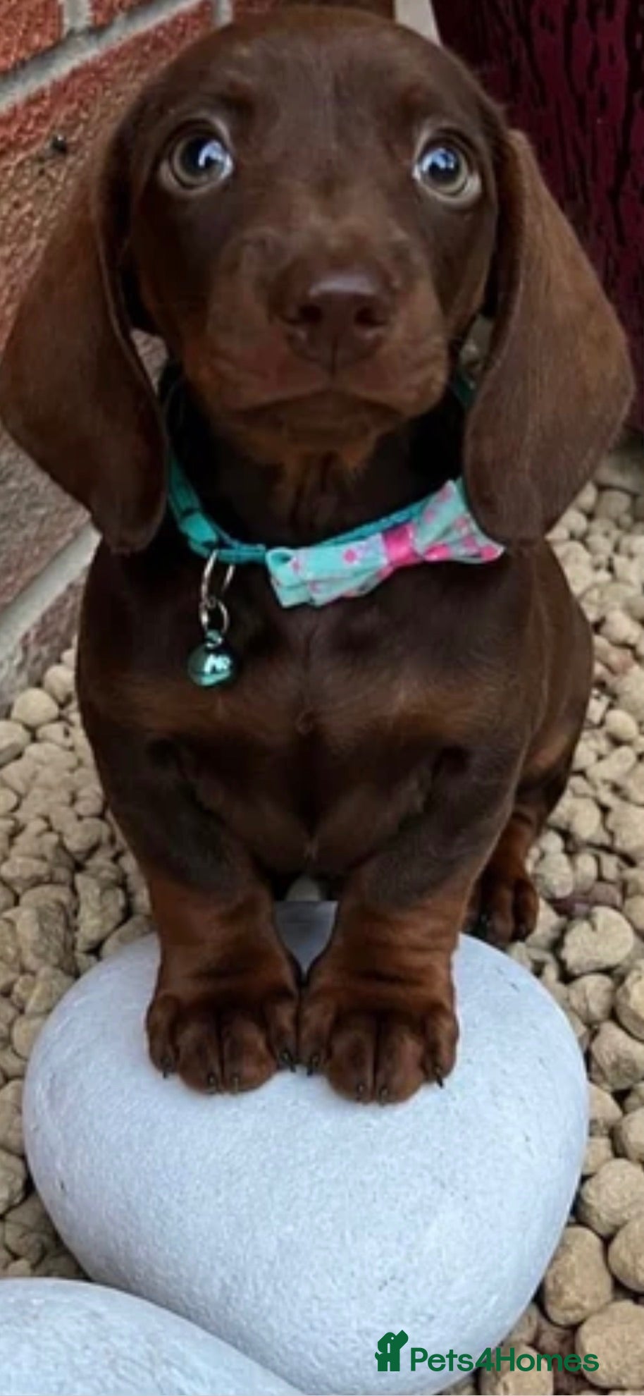 Dachshund dogs Stunning Solid Blue & Choc & Tan Dachshunds  - Advert 1