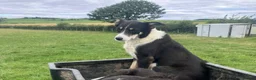 Borador dogs for sale: Labrador collie pups  - Advert 4
