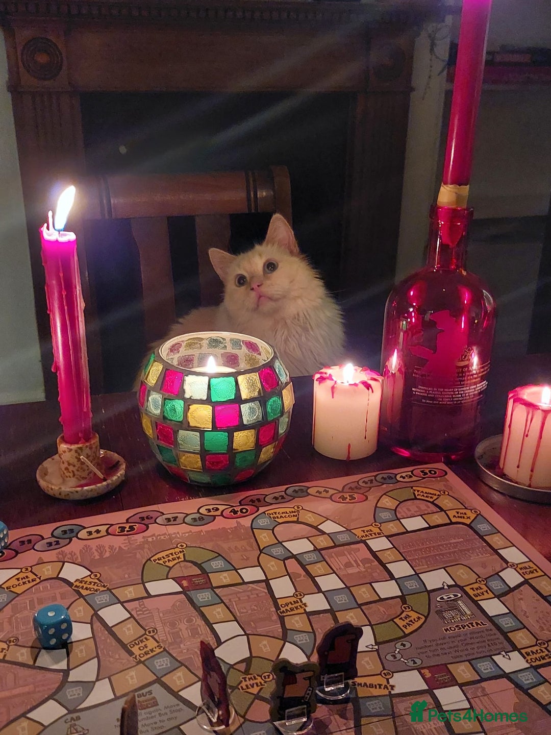 Ragdoll cats for sale: SWEET AND ENERGECTIC RAGDOLL BOY 💙 - Advert 4