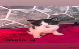 British Shorthair cats for sale: ✨Adorable kittens looking for their forever homes✨ - Image 4