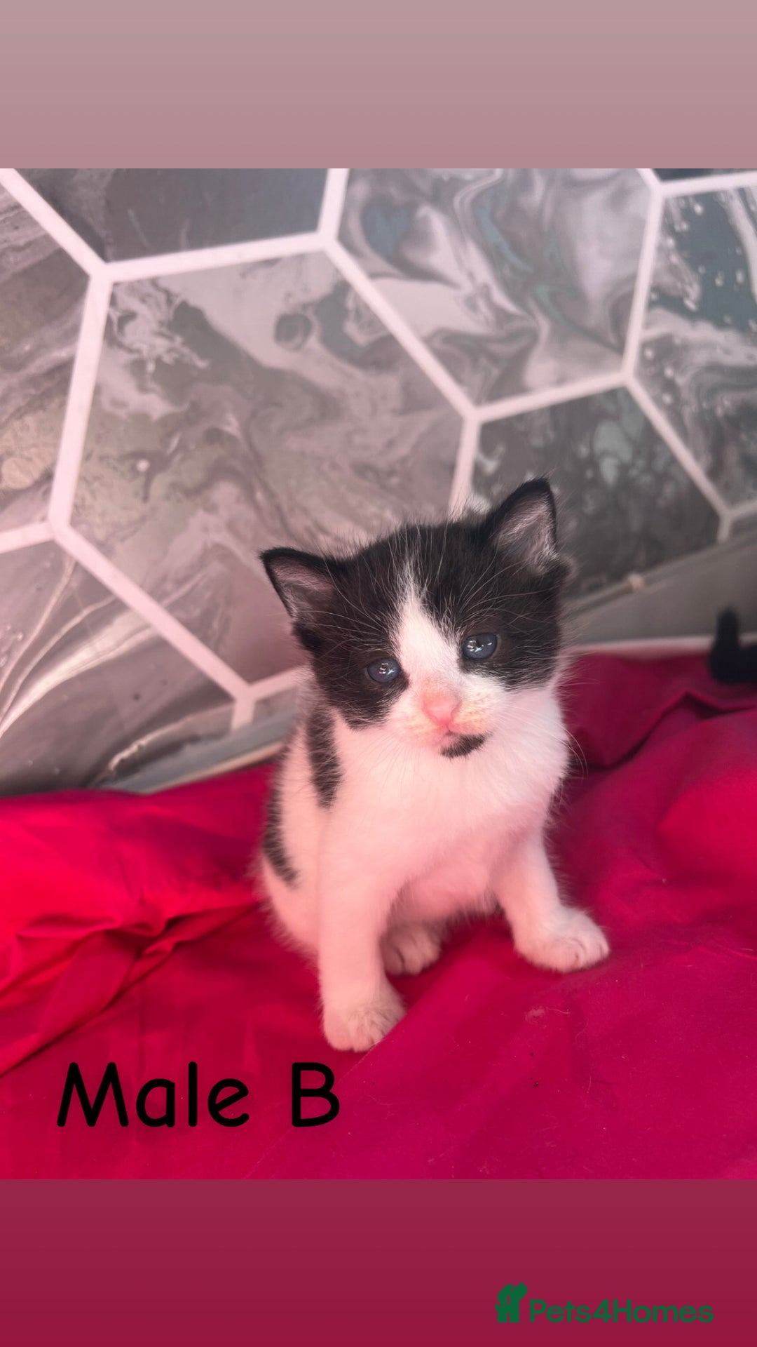 British Shorthair cats for sale: ✨Adorable kittens looking for their forever homes✨ - Image 4