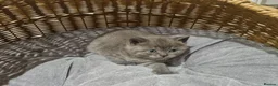 British Shorthair cats for sale: Stunning British Shorthair Kittens  - Advert 18