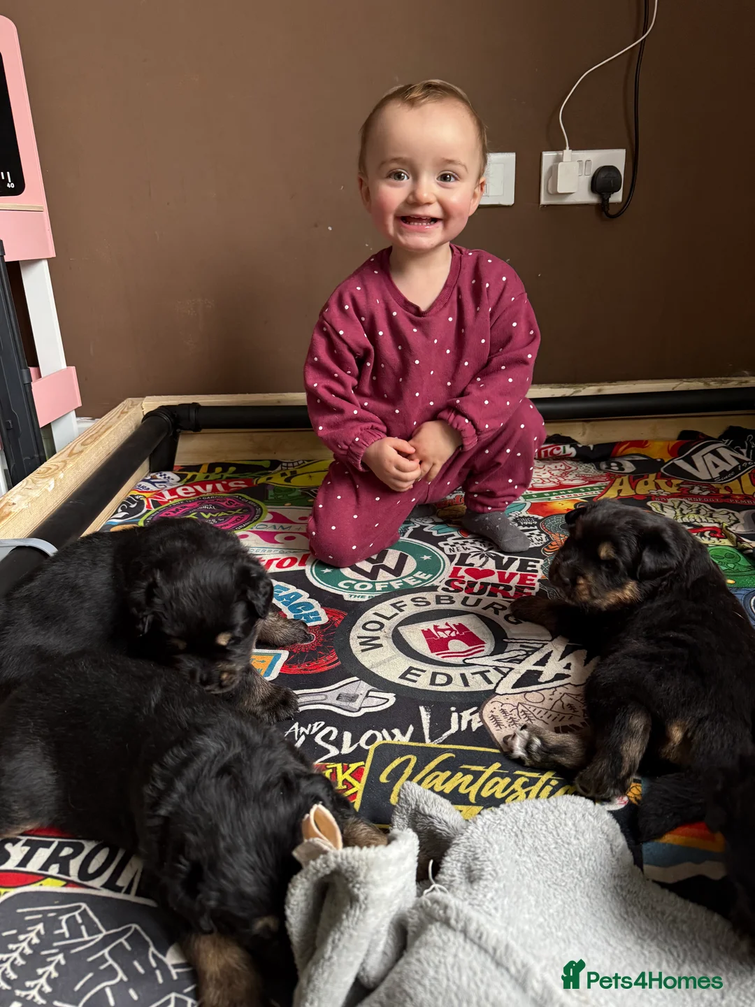 Mixed Breed dogs for sale: Rottweiler/hucky, malamute puppies  - Advert 12