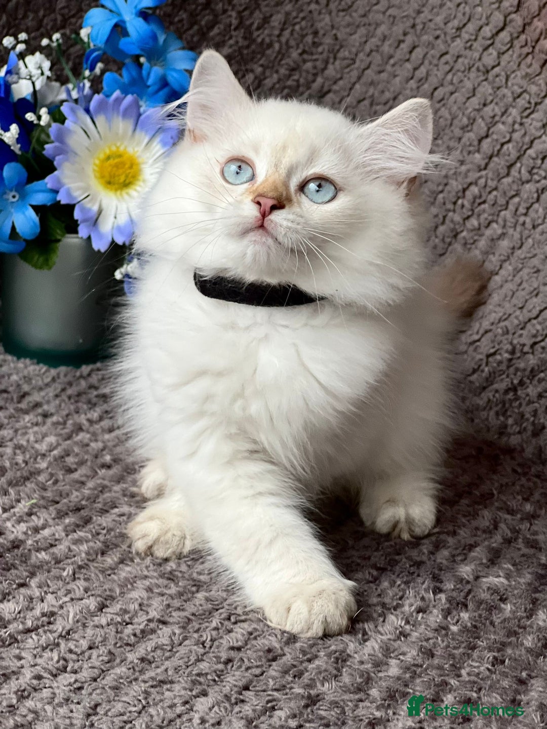 British Shorthair cats for sale: TICA registered British Shorthair kittens - Image 14
