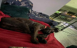 Mixed Breed dogs for adoption: Neffy has flown from Cyprus seeking a loving home  - Image 11