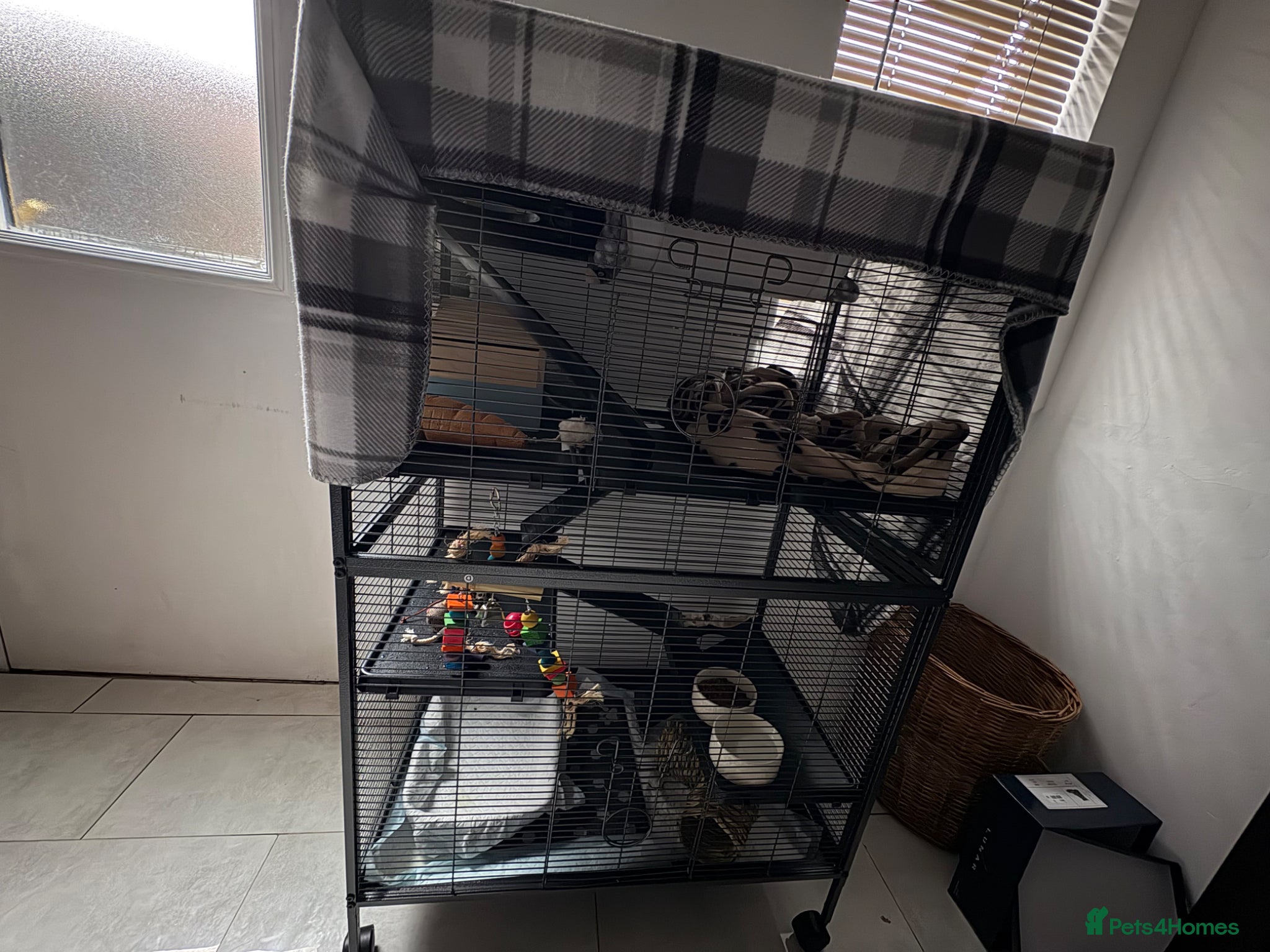 Ferret rodents for sale: Male ferret 9 weeks old  in Rotherham - Advert 2