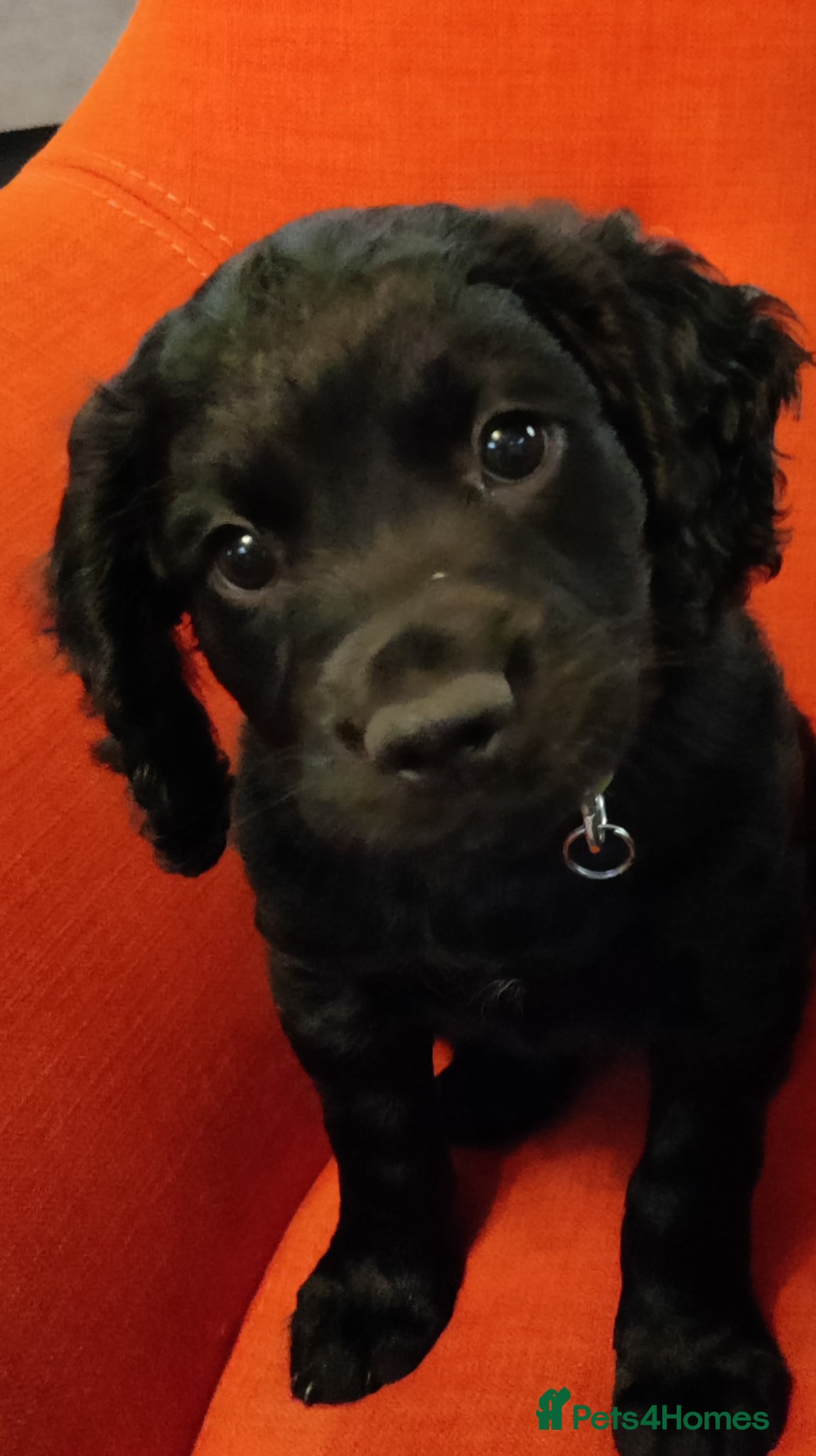 Cocker Spaniel dogs Working Cocker Spaniels. - Advert 1