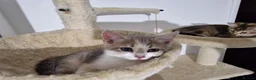 Mixed Breed cats for sale: Beautiful British Shorthair x Bengal Cross Kittens in Farnham - Advert 21