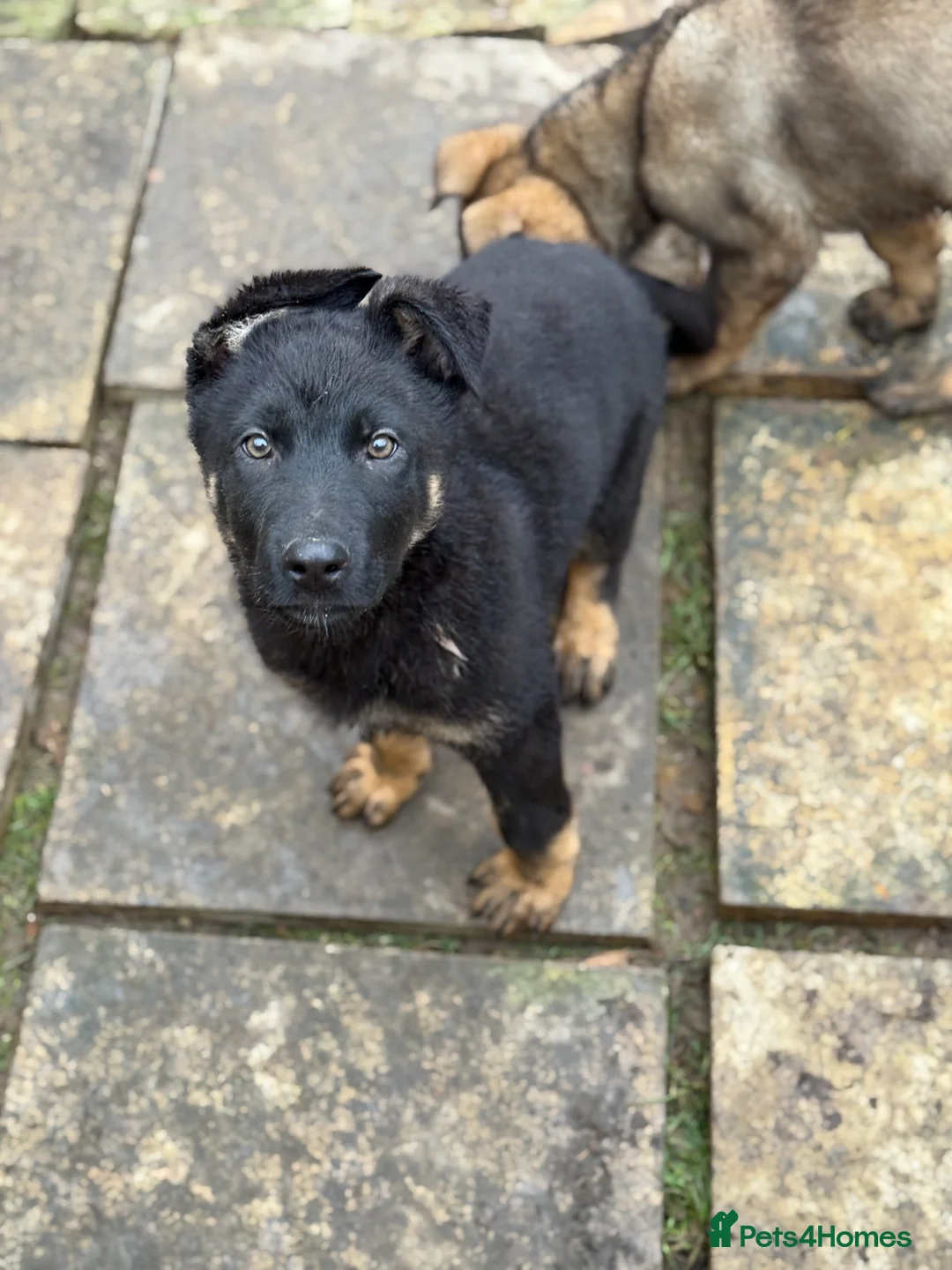 German Shepherd dogs for sale: German Shepherd Puppies - Advert 12