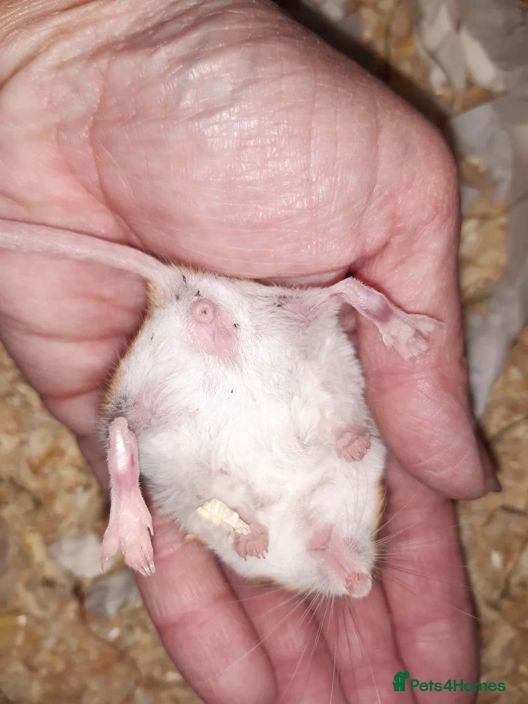 Gerbil rodents for sale: Baby duprasi/ fat tailed gerbils  - Advert 3