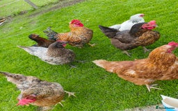 Chickens poultry for sale: Chickens looking for new home - Image 2