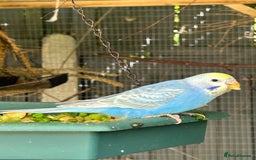 Budgerigars birds for sale: BEAUTIFUL BABY BUDGIES FOR SALE - Image 6