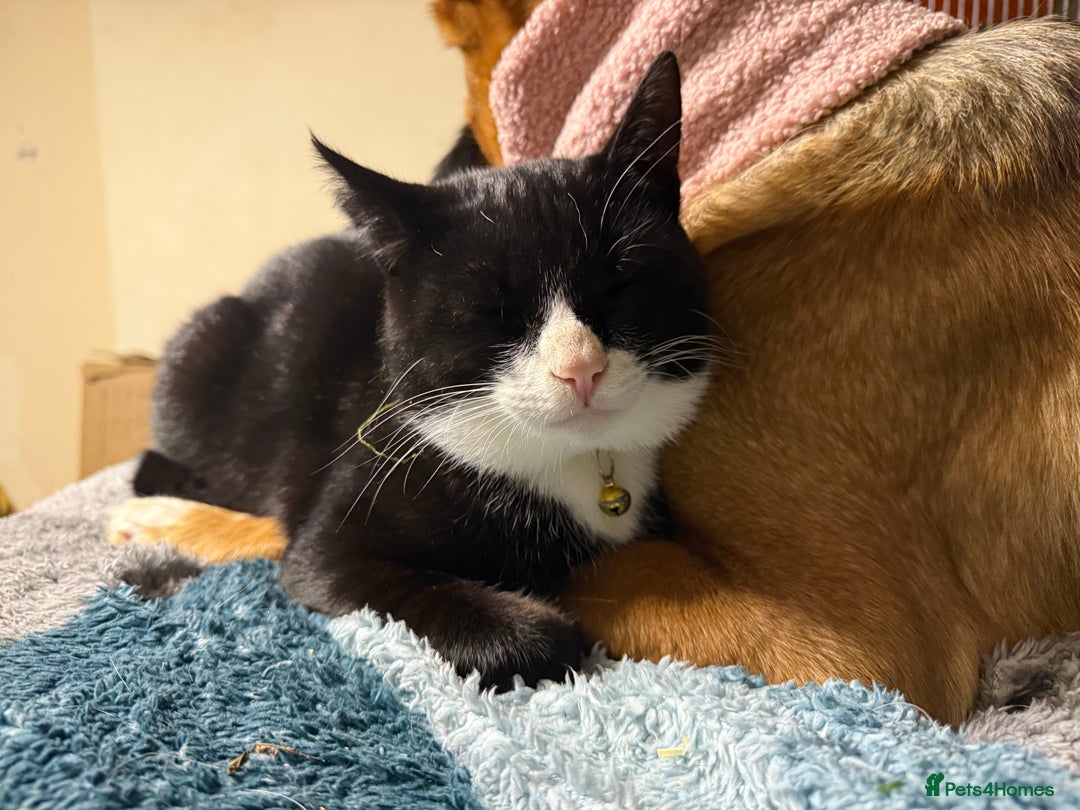 Mixed Breed cats for adoption: Lovely young cats looking for forever home  - Advert 19