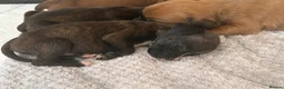 Boxer dogs for sale: Pedigree Boxer Puppies in Rochester - Advert 18