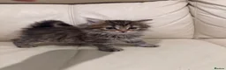 Norwegian Forest Cat cats for sale: Stunningly Adorable Norwegian Forest x Ragdoll  - Advert 6
