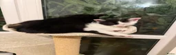 Mixed Breed cats for sale: 🥰 mixed breed calicos, tuxedos & grey kittens  - Advert 6