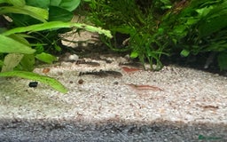 Plecos fish for sale: Juvenile bristle-nose plecos - Image 3