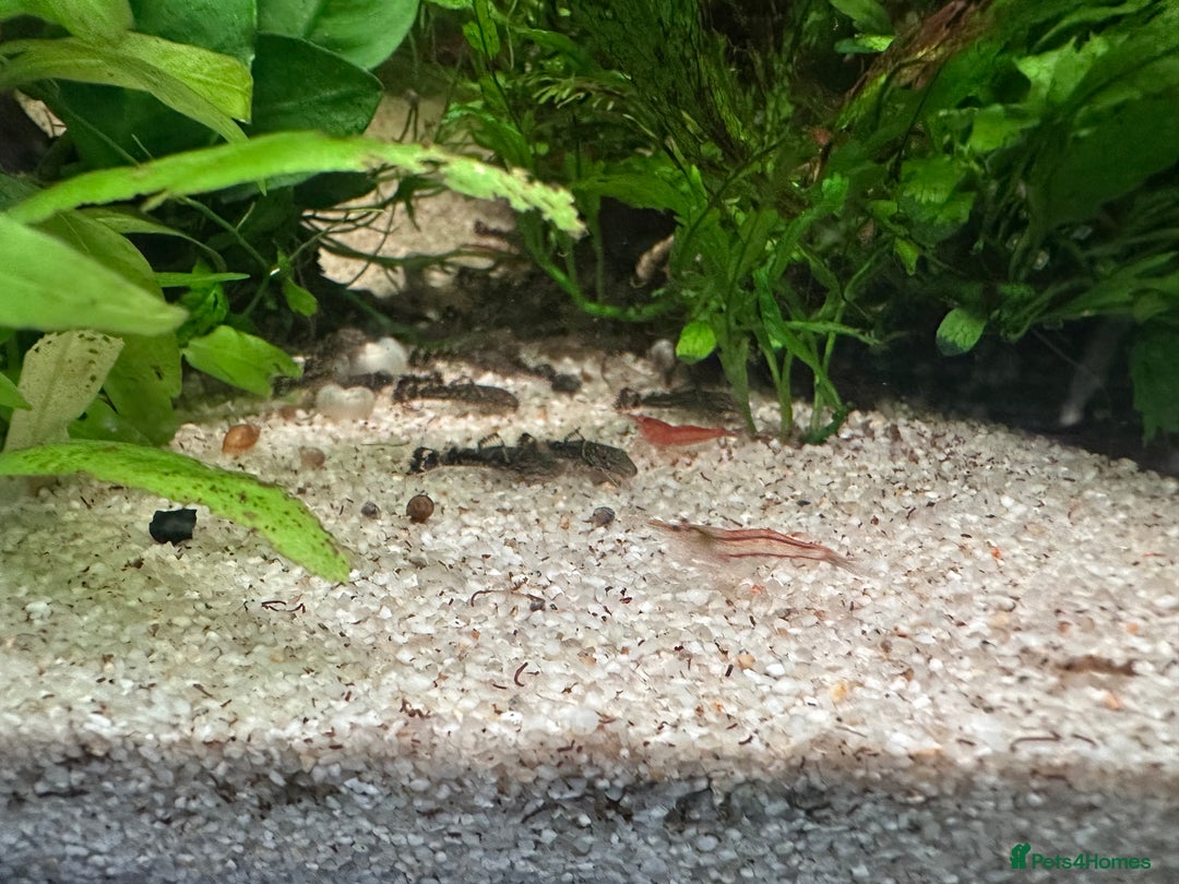 Plecos fish for sale: Juvenile bristle-nose plecos - Image 3