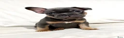 French Bulldog dogs for sale: STUNNING FRENCH BULLDOG PUPS in Manchester - Advert 4