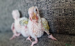 Conures birds for sale: Beautiful fully hand reared conure baby's  - Image 6