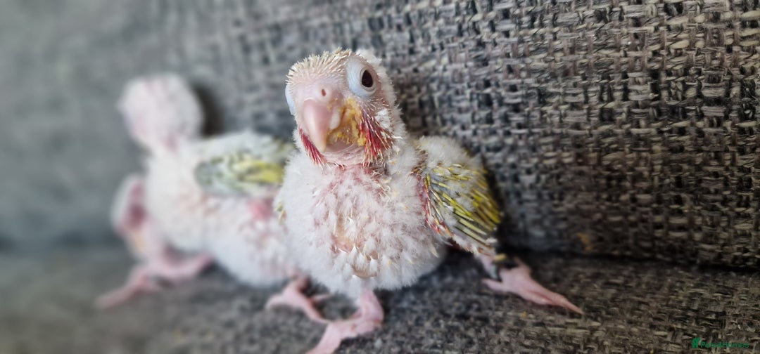 Conures birds for sale: Beautiful fully hand reared conure baby's  - Image 6