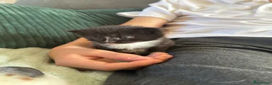Mixed Breed Kitten 2