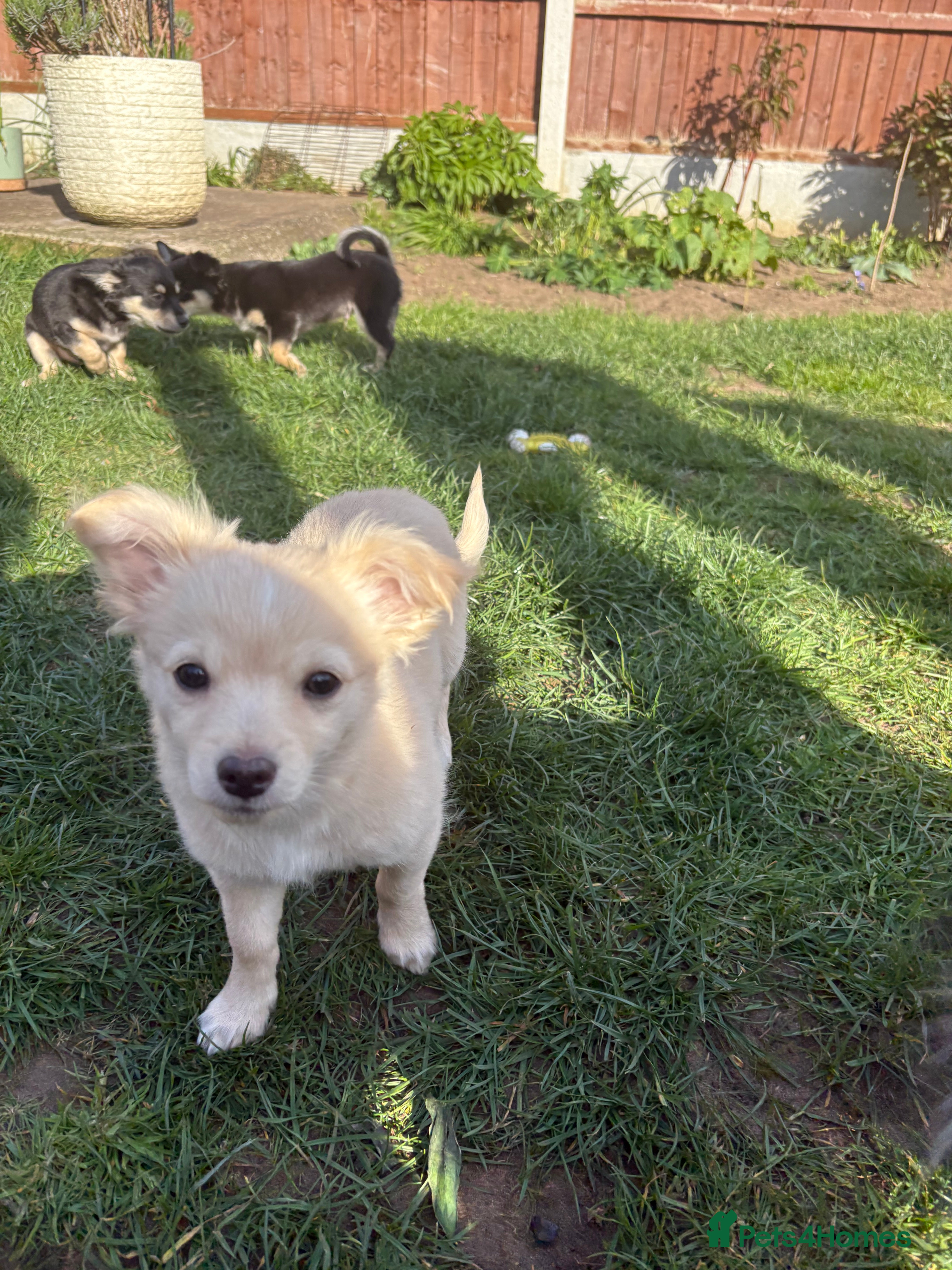 Chihuahua dogs Chihuahua puppies for sale - Advert 1