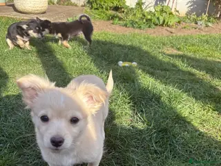 Chihuahua dogs Chihuahua puppies for sale - Advert 1