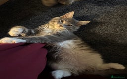 Maine Coon cats for sale: Blue Maine coon boy  - Image 4